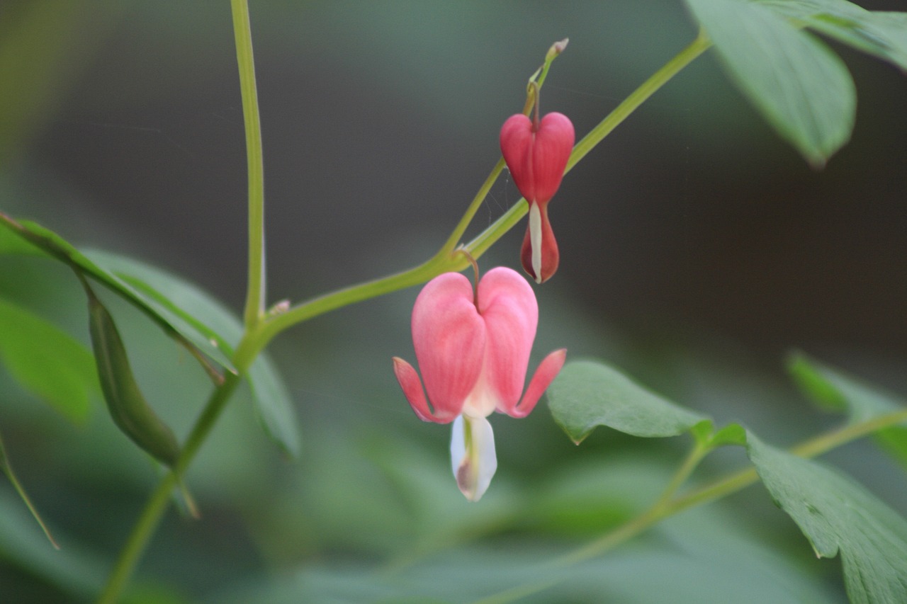 花凉城风兰卿——最新章节探秘